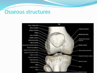 Osseous structures
 