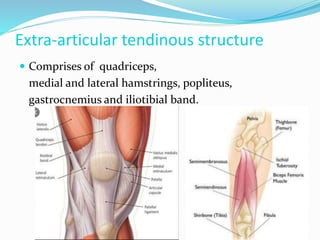 Extra-articular tendinous structure
 Comprises of quadriceps,
medial and lateral hamstrings, popliteus,
gastrocnemius and iliotibial band.
 