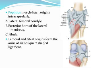  Poplitius muscle has 3 origins
intracapsularly.
A.Lateral femoral condyle.
B.Posterior horn of the lateral
meniscus.
C.Fibula.
 Femoral and tibial origins form the
arms of an oblique Y shaped
ligament.
 
