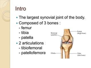 Intro
 The largest synovial joint of the body.
 Composed of 3 bones :
  - femur
  - tibia
  - patella
 2 articulations :
  - tibiofemoral
  - patellofemoral
 