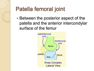 Patella femoral joint
   Between the posterior aspect of the
    patella and the anterior intercondylar
    surface of the femur
 