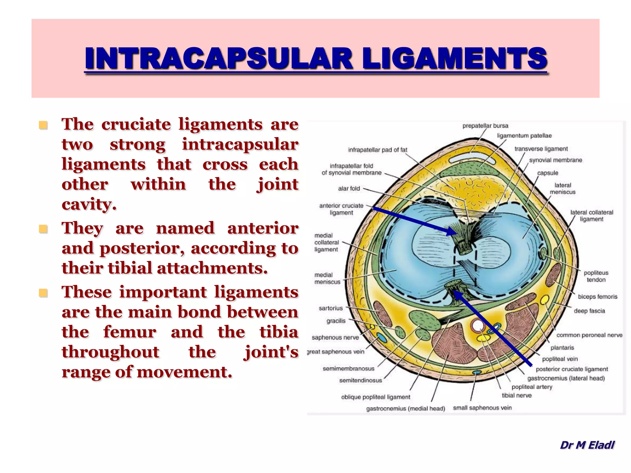 Anatomy of the Knee Joint | PPTX