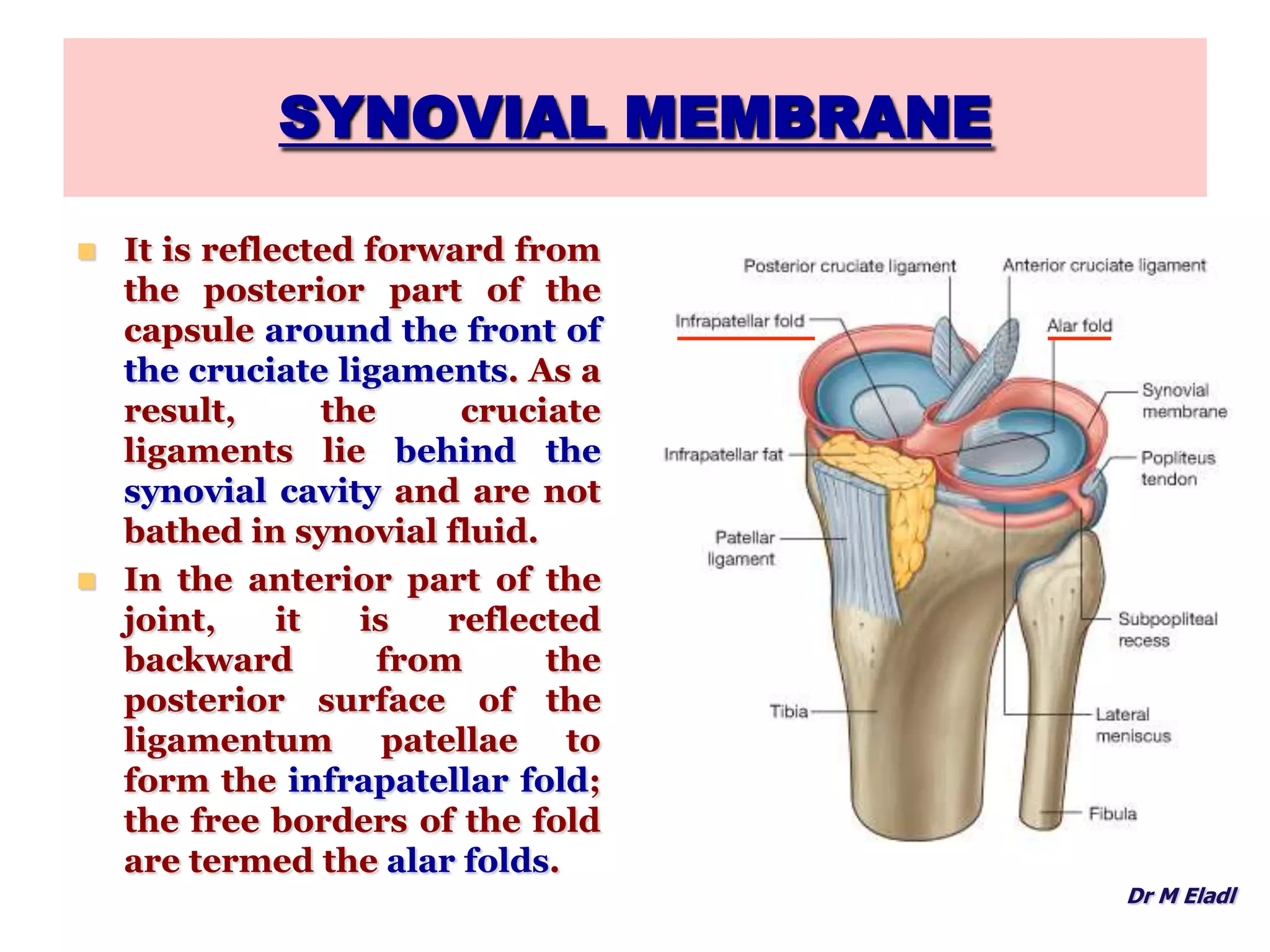 Anatomy of the Knee Joint | PPTX