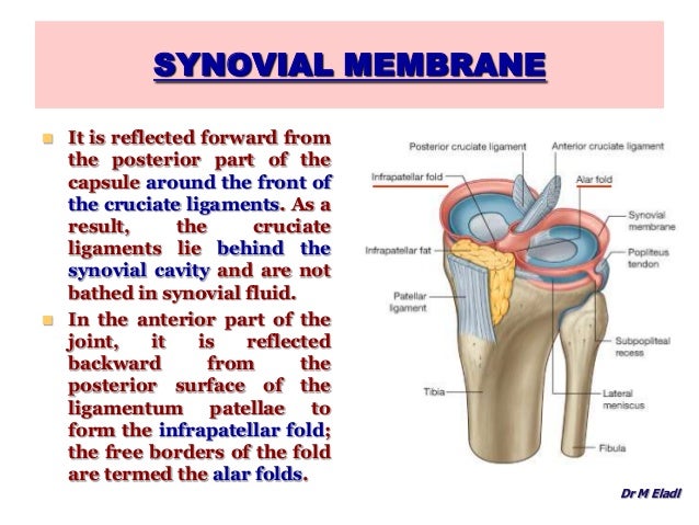 Anatomy of the Knee Joint