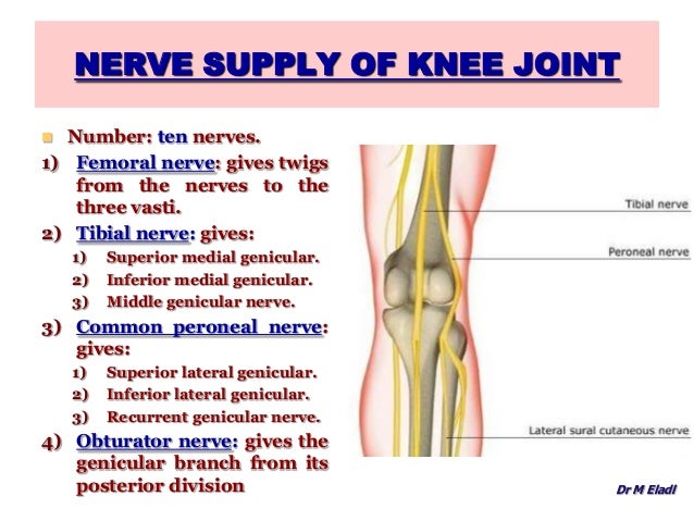 Anatomy of the Knee Joint