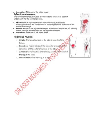  Innervation: Tibial part of the sciatic nerve.
3-Semimembranosus
The semimembranosus muscle is flattened and broad. It is located
underneath the the semitendinosus.
 Attachments: It originates from the ischial tuberosity, but does so
more superiorly than the semitendinosus and biceps femoris. It attaches to the
medial tibial condyle.
 Actions: Flexion of the leg at the knee joint. Extension of thigh at the hip. Medially
rotates the thigh at the hip joint and the leg at the knee joint.
 Innervation: Tibial part of the sciatic nerve.
Popliteus Muscle
 Origin: The lateral surface of the lateral condyle of the
femur.
 Insertion: Medial 2/3rds of the triangular area above the
soleal line on the posterior surface of the tibia.
 Action: Internal rotation of the knee; Assists with flexion of
the leg at the knee
 Innervation: Tibial nerve (L4, 5, S1)
 