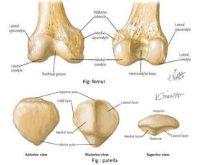 Patella Infera Anatomy and clinical importance of knee joint | PPTX