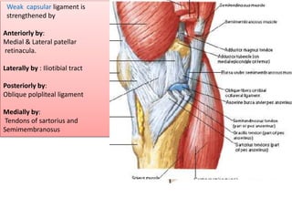 Weak capsular ligament is
strengthened by
Anteriorly by:
Medial & Lateral patellar
retinacula.
Laterally by : Iliotibial tract
Posteriorly by:
Oblique polpliteal ligament
Medially by:
Tendons of sartorius and
Semimembranosus
 