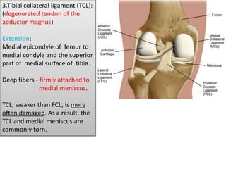 .3.Tibial collateral ligament (TCL):
(degenerated tendon of the
adductor magnus)
Extension:
Medial epicondyle of femur to
medial condyle and the superior
part of medial surface of tibia .
Deep fibers - firmly attached to
medial meniscus.
TCL, weaker than FCL, is more
often damaged. As a result, the
TCL and medial meniscus are
commonly torn.
 