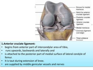 1.Anterior cruciate ligament:
• begins from anterior part of intercondylar area of tibia,
• runs upwards, backwards and laterally and
• is attached to the posterior part of medial surface of lateral condyle of
femur.
• It is taut during extension of knee.
• are supplied by middle genicular vessels and nerves
 