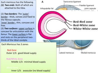 Each meniscus has the following.
(1) Two ends: Both of which are
attached to the tibia.
(2) Two borders: The 'outer'
border - thick, convex and fixed to
the fibrous capsule;
'inner' border - thin, concave and
free.
(3) Two surfaces: upper surface is
concave for articulation with the
femur. The lower surface is flat
and rests on the peripheral two-
thirds of the tibial condyle.
Each Meniscus has 3 zones
Red Zone
Outer 1/3: good blood supply
Red/White Zone
Middle 1/3: minimal blood supply
White Zone
Inner 1/3: avascular (no blood supply)
 
