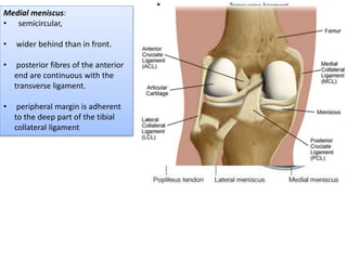 Medial meniscus:
• semicircular,
• wider behind than in front.
• posterior fibres of the anterior
end are continuous with the
transverse ligament.
• peripheral margin is adherent
to the deep part of the tibial
collateral ligament
 