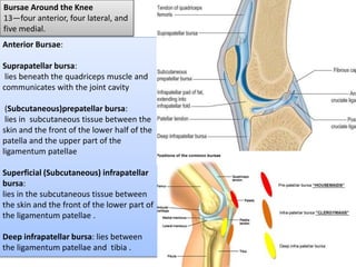Bursae Around the Knee
13—four anterior, four lateral, and
five medial.
Anterior Bursae:
Suprapatellar bursa:
lies beneath the quadriceps muscle and
communicates with the joint cavity
(Subcutaneous)prepatellar bursa:
lies in subcutaneous tissue between the
skin and the front of the lower half of the
patella and the upper part of the
ligamentum patellae
Superficial (Subcutaneous) infrapatellar
bursa:
lies in the subcutaneous tissue between
the skin and the front of the lower part of
the ligamentum patellae .
Deep infrapatellar bursa: lies between
the ligamentum patellae and tibia .
 
