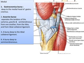 Medial
1. Gastrocnemius bursa :
deep to the medial head of gastro-
cnemius.
2. Anserine bursa:
separates the tendons of the
sartorius, gracilis & semitendinosus
from one another, from the tibia,
and from tibial collateral ligament.
3. A bursa deep to the tibial
collateral ligament.
4. A bursa deep to
semimembranosus.
 