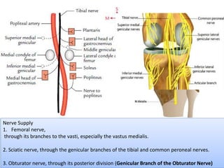 Nerve Supply
1. Femoral nerve,
through its branches to the vasti, especially the vastus medialis.
2. Sciatic nerve, through the genicular branches of the tibial and common peroneal nerves.
3. Obturator nerve, through its posterior division (Genicular Branch of the Obturator Nerve)
Femoral nerve
genicular branches of the tibial Nr.
genicular branches of common peroneal nerves
 