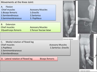 Movements at the Knee Joint:
A. Flexion
Chief muscles Acessory Muscles
1.Biceps femoris 1.Gracilis
2.Semitendinosus 2.Sartorius
3.Semimembranosus 3. Popliteus
B. Extension
Chief muscles Acessory Muscles
1Quadriceps femoris 2.Tensor fasciae latae
C. Medial rotation of flexed leg
Chief muscles Acessory Muscles
1.Popliteus 1.Sartorius .Gracilis
2.Semimembranosus
3.Semitendinosus
D. Lateral rotation of flexed leg Biceps femoris
 