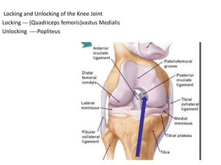 Locking and Unlocking of the Knee Joint
Locking --- (Quadriceps femoris)vastus Medialis
Unlocking ----Popliteus
 