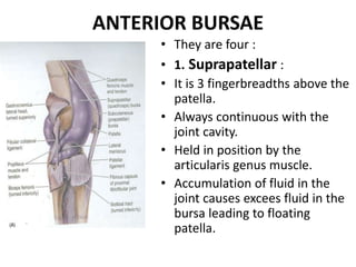Knee joint.pptx