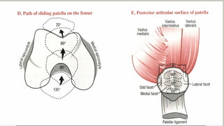 Terminal J Sign Comprehensive Anatomy and Biomechanics of the Knee Joint | PPTX
