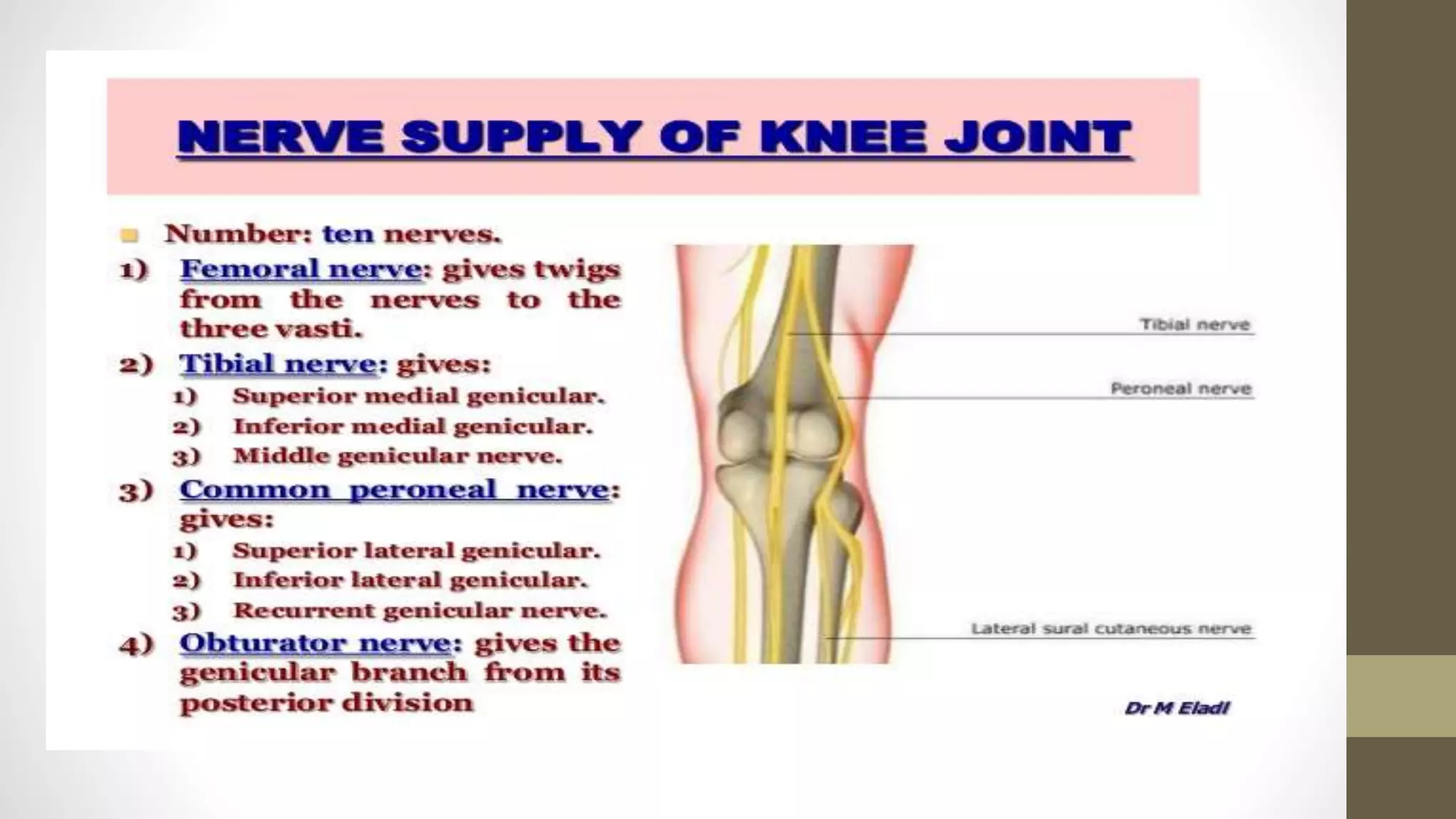 Knee joint(1) | PPT