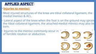 KNEE -JOINT .pptx PREPARED BY NAVEED MIR ,BAMS IST PROFF | PPTX