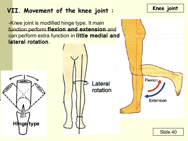 Kneejoint2