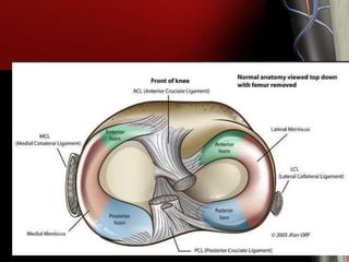 ANATOMY OF KNEE JOINT | PPTX