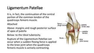 KNEE JOINT ANATOMY with clinical correlates | PDF