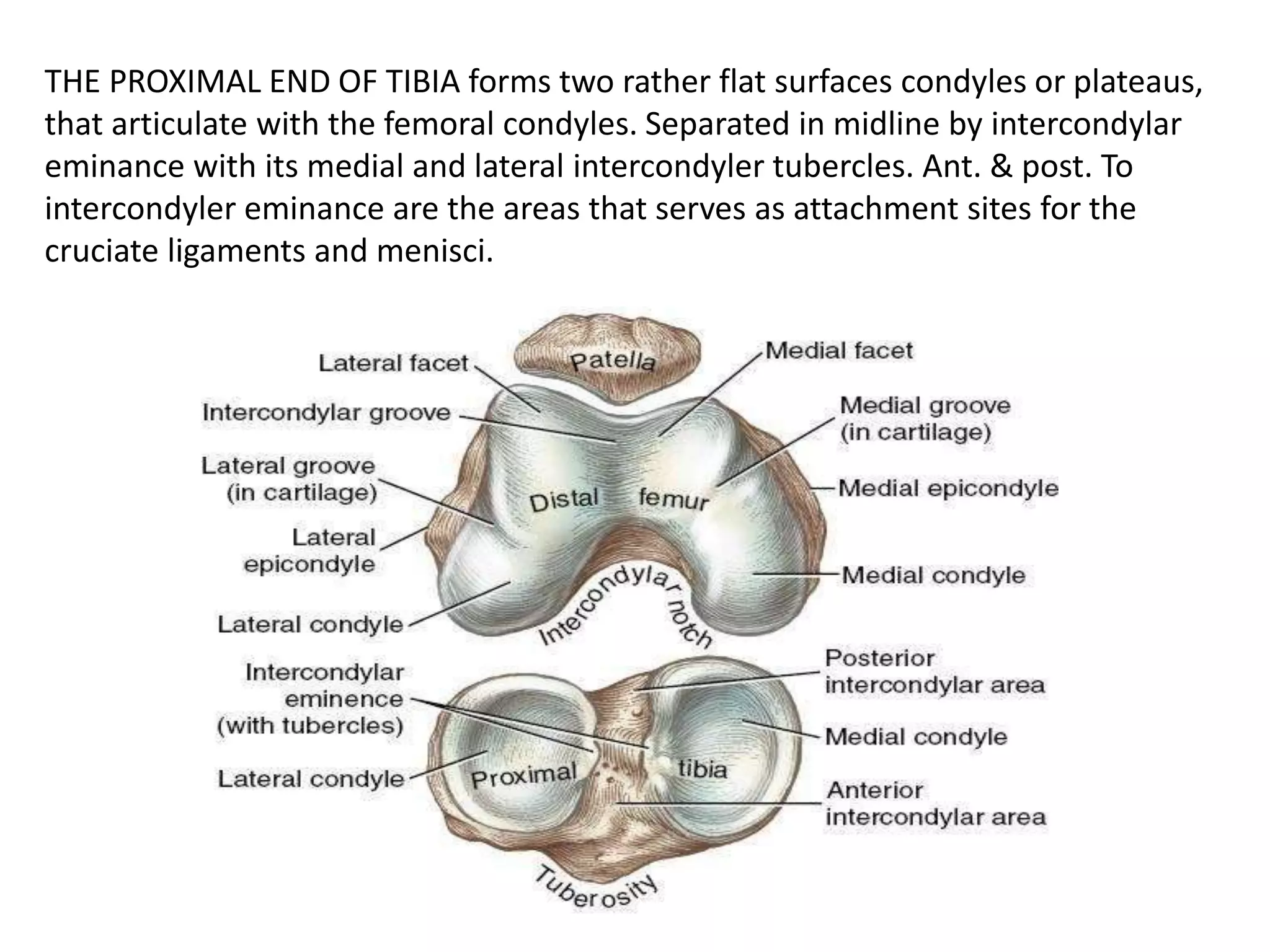 Intercondyler Ridge Knee joint anatomy final ppt | PPTX | Death, Injury, or Military ...