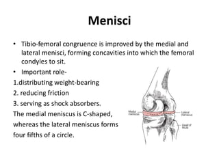 Menisci
• Tibio-femoral congruence is improved by the medial and
lateral menisci, forming concavities into which the femoral
condyles to sit.
• Important role-
1.distributing weight-bearing forces.
2. reducing friction
3. serving as shock absorbers.
The medial meniscus is C-shaped,
whereas the lateral meniscus forms
four fifths of a circle.
 