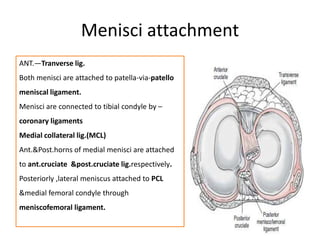 Menisci attachment
• .ANT.—Tranverse lig.
Both menisci are attached to patella-via-patello
meniscal ligament.
Menisci are connected to tibial condyle by –
coronary ligaments
Medial collateral lig.(MCL)
Ant.&Post.horns of medial menisci are attached
to ant.cruciate &post.cruciate lig.respectively.
Posteriorly ,lateral meniscus attached to PCL
&medial femoral condyle through
meniscofemoral ligament.
 
