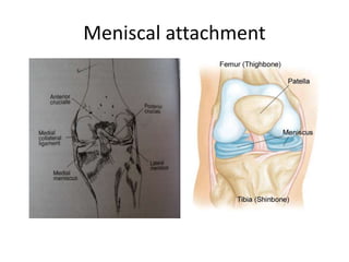 Meniscal attachment
 
