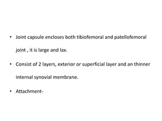 • Joint capsule encloses both tibiofemoral and patellofemoral
joint , it is large and lax.
• Consist of 2 layers, exterior or superficial layer and an thinner
internal synovial membrane.
• Attachment-
 