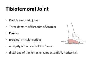 Tibiofemoral Joint
• Double condyloid joint
• Three degrees of freedom of Angular
• Femur-
• proximal articular surface
• obliquity of the shaft of the femur
• distal end of the femur remains essentially horizontal.
 