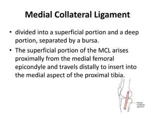 Medial Collateral Ligament
• divided into a superficial portion and a deep
portion, separated by a bursa.
• The superficial portion of the MCL arises
proximally from the medial femoral
epicondyle and travels distally to insert into
the medial aspect of the proximal tibia.
 