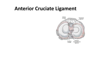 Anterior Cruciate Ligament
 