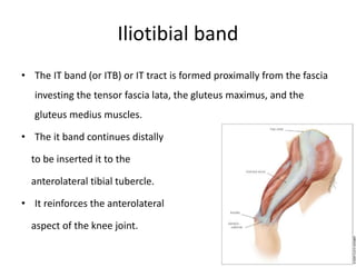 Iliotibial band
• The IT band (or ITB) or IT tract is formed proximally from the fascia
investing the tensor fascia lata, the gluteus maximus, and the
gluteus medius muscles.
• The it band continues distally
to be inserted it to the
anterolateral tibial tubercle.
• It reinforces the anterolateral
aspect of the knee joint.
 