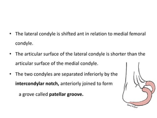• The lateral condyle is shifted ant in relation to medial femoral
condyle.
• The articular surface of the lateral condyle is shorter than the
articular surface of the medial condyle.
• The two condyles are separated inferiorly by the
intercondylar notch, anteriorly joined to form
a grove called patellar groove.
 