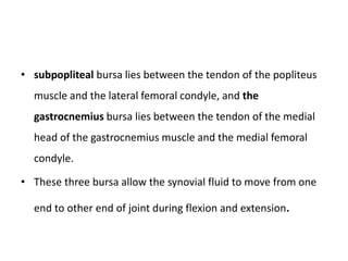 • subpopliteal bursa lies between the tendon of the popliteus
muscle and the lateral femoral condyle, and the
gastrocnemius bursa lies between the tendon of the medial
head of the gastrocnemius muscle and the medial femoral
condyle.
• These three bursa allow the synovial fluid to move from one
end to other end of joint during flexion and extension.
 
