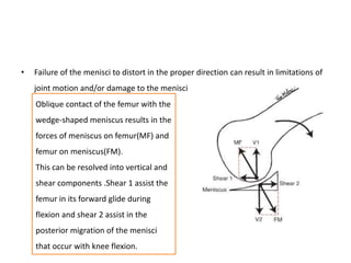 • Failure of the menisci to distort in the proper direction can result in limitations of
joint motion and/or damage to the menisci
Oblique contact of the femur with the
wedge-shaped meniscus results in the
forces of meniscus on femur(MF) and
femur on meniscus(FM).
This can be resolved into vertical and
shear components .Shear 1 assist the
femur in its forward glide during
flexion and shear 2 assist in the
posterior migration of the menisci
that occur with knee flexion.
 
