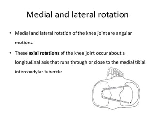 Medial and lateral rotation
• Medial and lateral rotation of the knee joint are angular
motions.
• These axial rotations of the knee joint occur about a
longitudinal axis that runs through or close to the medial tibial
intercondylar tubercle
 