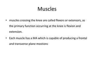 Muscles
• muscles crossing the knee are called flexors or extensors, as
the primary function occurring at the knee is flexion and
extension.
• Each muscle has a MA which is capable of producing a frontal
and transverse plane mostions
 