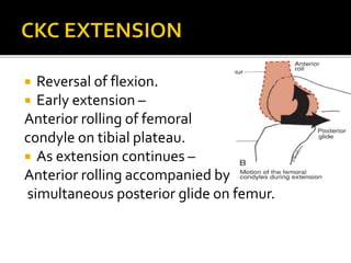  Reversal of flexion.
 Early extension –
Anterior rolling of femoral
condyle on tibial plateau.
 As extension continues –
Anterior rolling accompanied by
simultaneous posterior glide on femur.
 