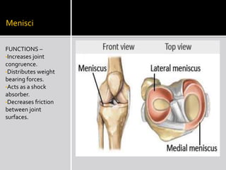 Menisci
FUNCTIONS –
•Increases joint
congruence.
•Distributes weight
bearing forces.
•Acts as a shock
absorber.
•Decreases friction
between joint
surfaces.
 