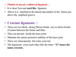 • Fibular (Lateral ) collateral ligament :
• It is short 5cm and cord like ligament
• Above it is attached to the lateral epicondyle of the femur just
above the popliteal groove .
• Cruciate ligaments :
• These are two thick, strong fibrous bands acts as direct bonds
of union between the femur and tibia.
• They are present inside the knee joint.
• Maintain the antero posterior stability of the knee joint.
• These are intracapsular but extra synovial.
• The ligaments cross each other like the letter “X” hence the
name cruciate.
 
