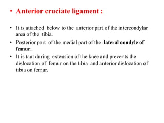 • Anterior cruciate ligament :
• It is attached below to the anterior part of the intercondylar
area of the tibia.
• Posterior part of the medial part of the lateral condyle of
femur.
• It is taut during extension of the knee and prevents the
dislocation of femur on the tibia and anterior dislocation of
tibia on femur.
 
