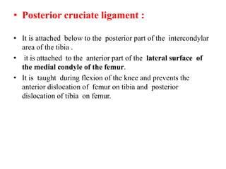 • Posterior cruciate ligament :
• It is attached below to the posterior part of the intercondylar
area of the tibia .
• it is attached to the anterior part of the lateral surface of
the medial condyle of the femur.
• It is taught during flexion of the knee and prevents the
anterior dislocation of femur on tibia and posterior
dislocation of tibia on femur.
 