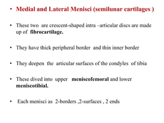 • Medial and Lateral Menisci (semilunar cartilages )
• These two are crescent-shaped intra –articular discs are made
up of fibrocartilage.
• They have thick peripheral border and thin inner border
• They deepen the articular surfaces of the condyles of tibia
• These dived into upper meniscofemoral and lower
meniscotibial.
• Each menisci as 2-borders ,2-surfaces , 2 ends
 