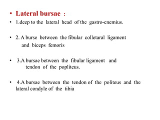• Lateral bursae :
• 1.deep to the lateral head of the gastro-cnemius.
• 2. A burse between the fibular colletaral ligament
and biceps femoris
• 3.A bursae between the fibular ligament and
tendon of the popliteus.
• 4.A bursae between the tendon of the politeus and the
lateral condyle of the tibia
 