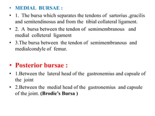 • MEDIAL BURSAE :
• 1. The bursa which separates the tendons of sartorius ,gracilis
and semitendinosus and from the tibial collateral ligament.
• 2. A bursa between the tendon of semimembranous and
medial colleteral ligament
• 3.The bursa between the tendon of semimembranous and
medialcondyle of femur.
• Posterior bursae :
• 1.Between the lateral head of the gastronemius and capsule of
the joint
• 2.Between the medial head of the gastronemius and capsule
of the joint. (Brodie’s Bursa )
 